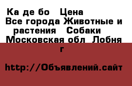 Ка де бо › Цена ­ 25 000 - Все города Животные и растения » Собаки   . Московская обл.,Лобня г.